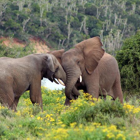 Sibuya Game Reserve And Lodge Кентън он Сий Екстериор снимка