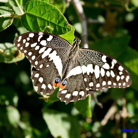 Sibuya Game Reserve And Lodge Кентън он Сий Екстериор снимка