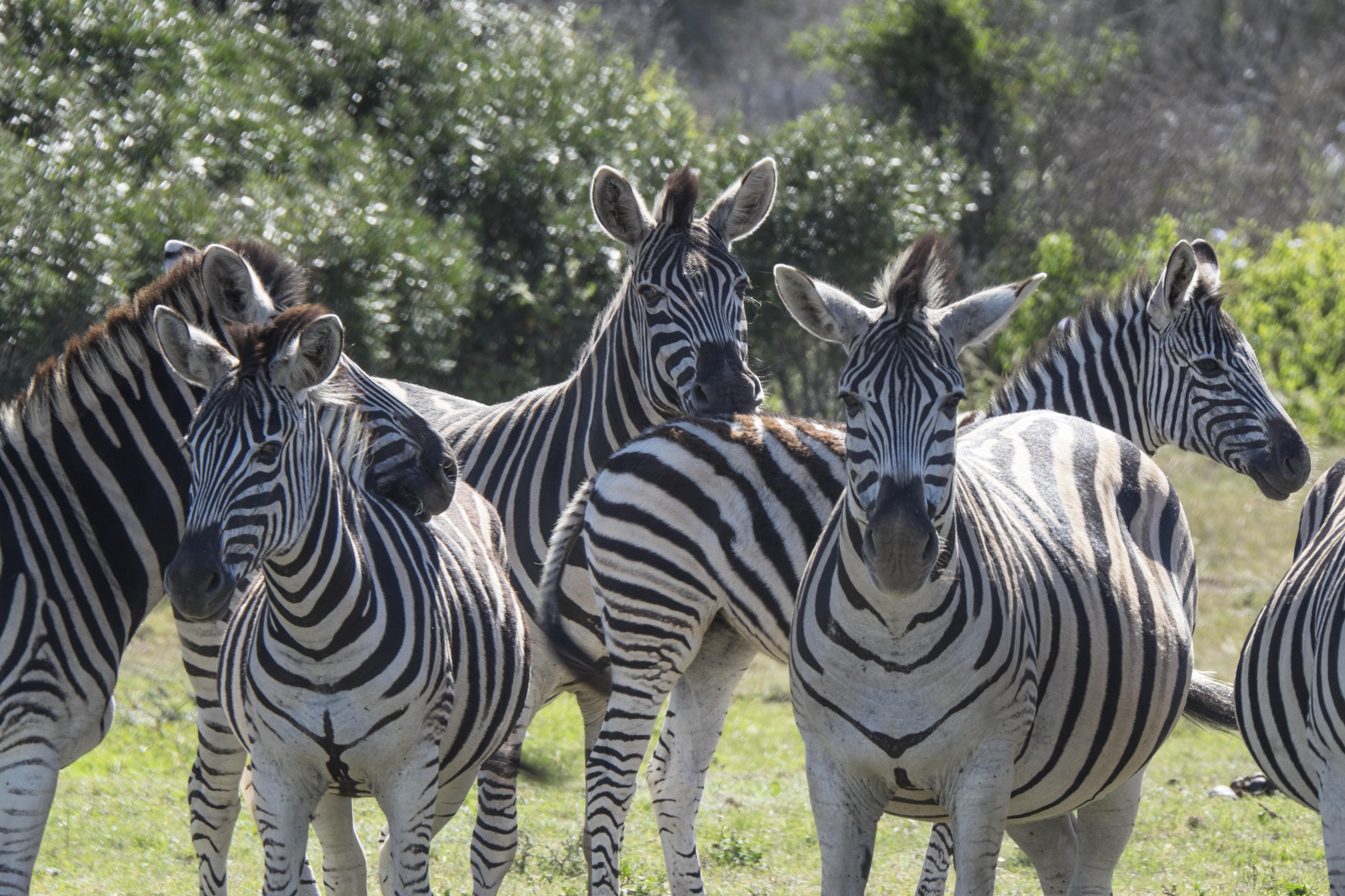 Sibuya Game Reserve And Lodge Кентън он Сий Екстериор снимка