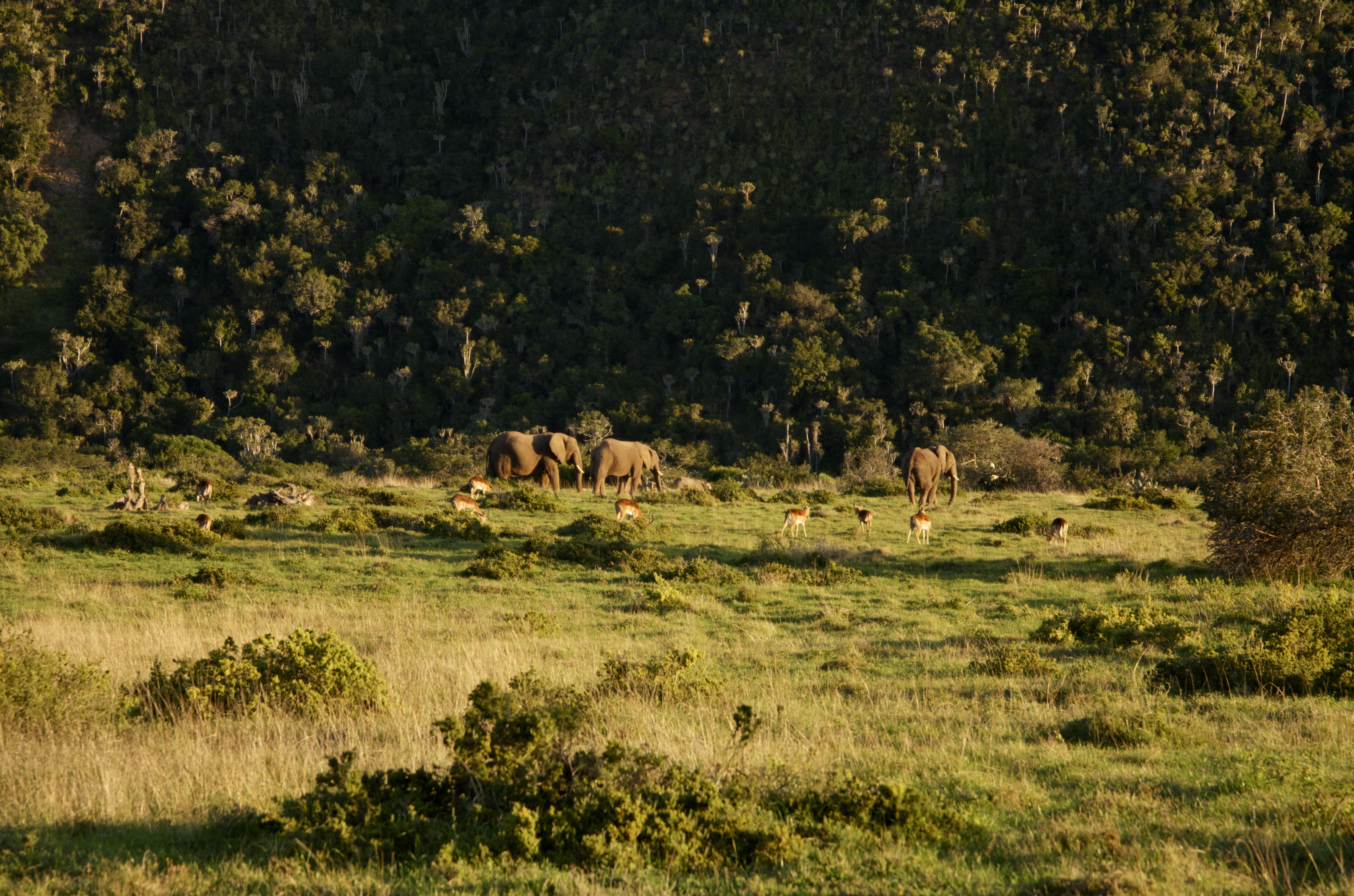 Sibuya Game Reserve And Lodge Кентън он Сий Екстериор снимка