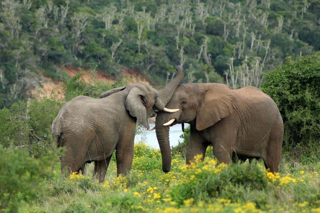 Sibuya Game Reserve And Lodge Кентън он Сий Екстериор снимка